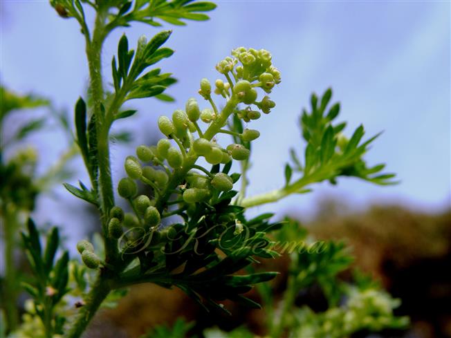  Inflorescence